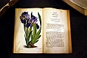 Museo Di Scienze Naturali - Le iris tra botanica e storia 12